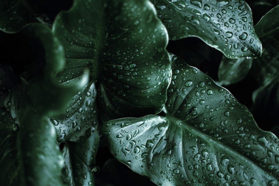 Close-up of lush tropical leaves covered in water droplets, highlighting nature's beauty.