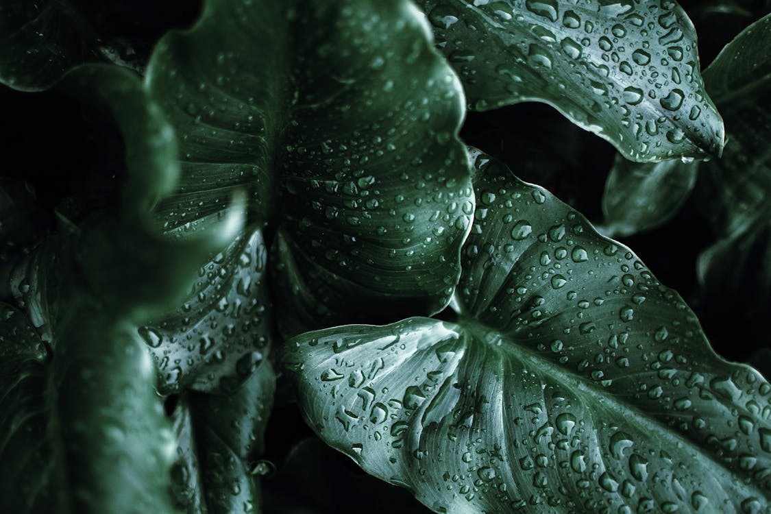 Water Droplets on Green Leaves