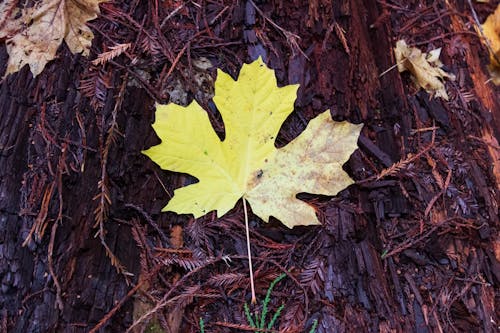 Gratuit Photos gratuites de arbre brun, automne, fermer Photos