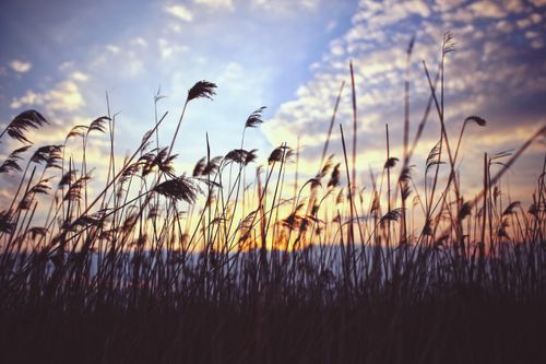 Free Silhouetted reeds against a vibrant sunset sky, evoking tranquility. Stock Photo