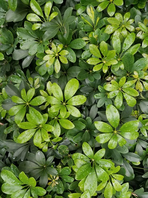 나뭇잎, 녹색, 성장의 무료 스톡 사진