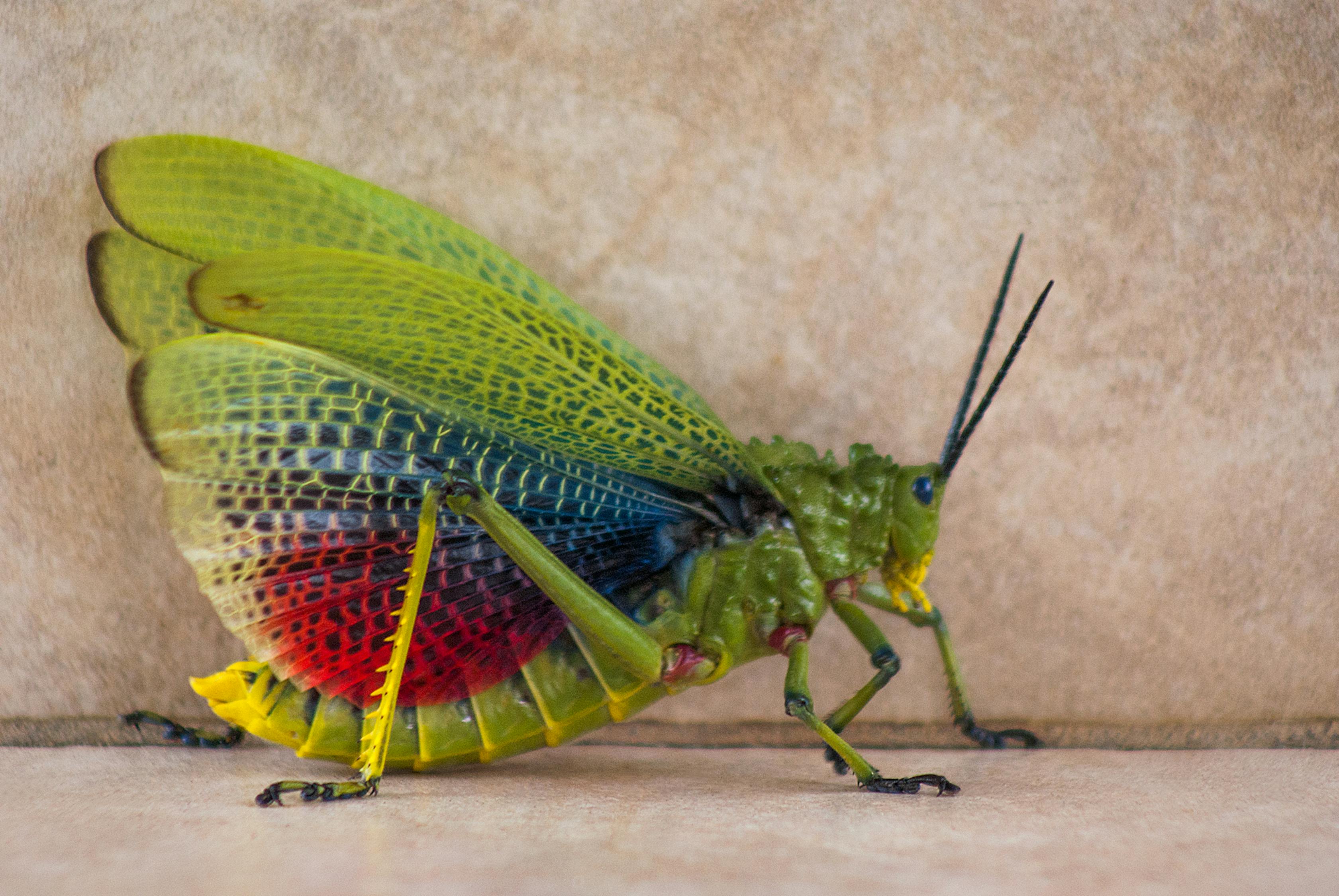 Free stock photo of insect locust Free stock photo of insect locust