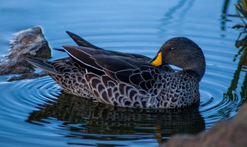 Free Brown Duck at the Body of Water Stock Photo