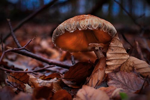 Free A Closeup of a Mushroom Covered With Dried Leaves Stock Photo
