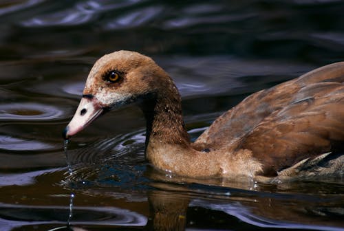 Free Brown Duck on Body of Water Stock Photo