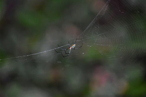 Free A Spider in a Cobweb Stock Photo