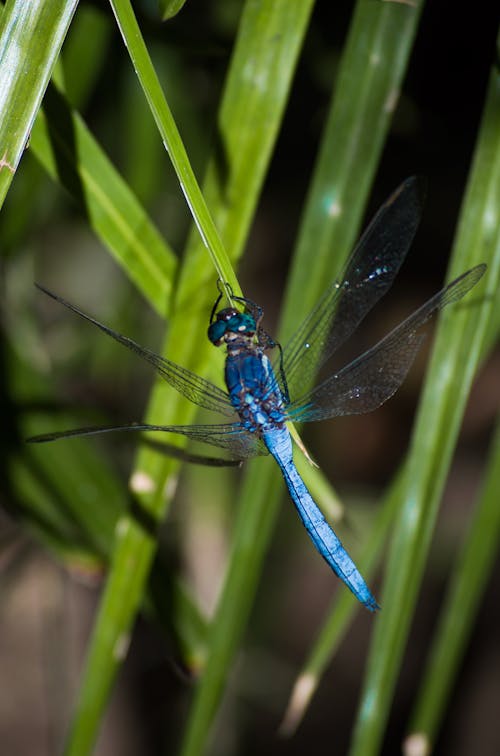 Fotos de stock gratuitas de libélula, libélula azul