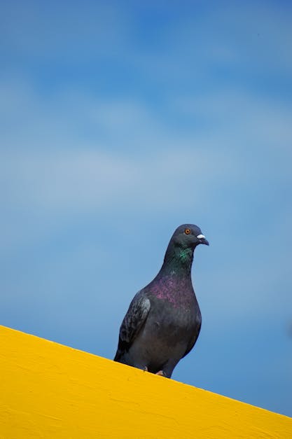 Free stock photo of bird, pigeon