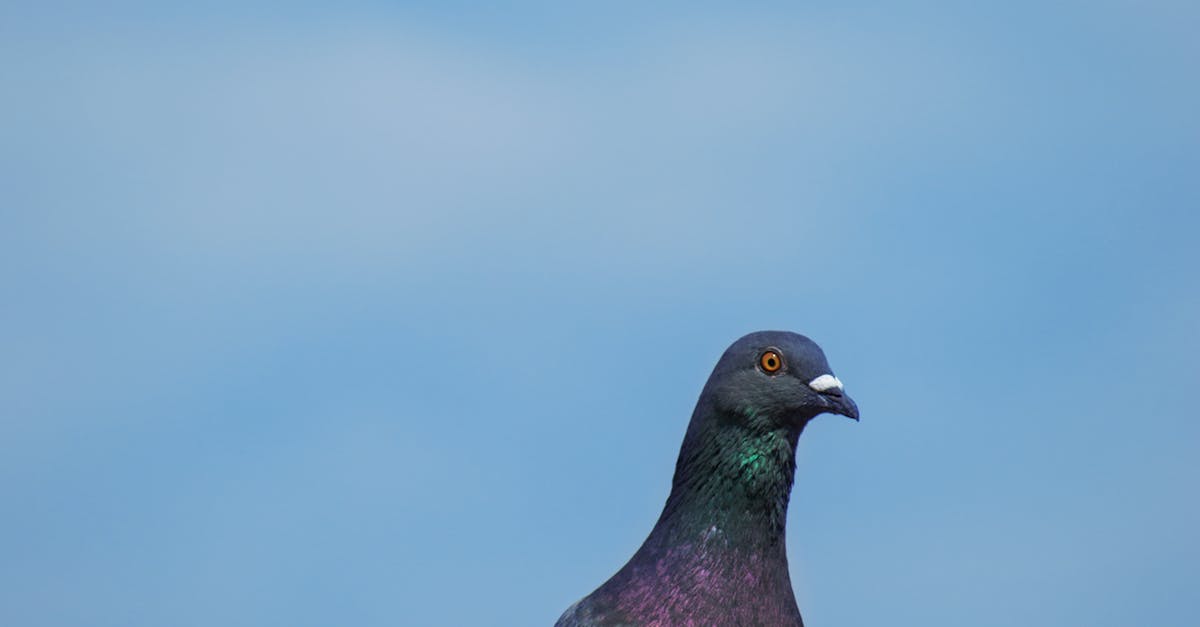 Free stock photo of bird, pigeon