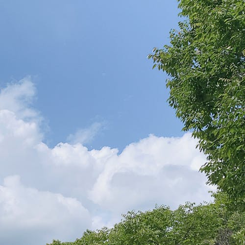 Free stock photo of blue sky, clean, cloud and tree