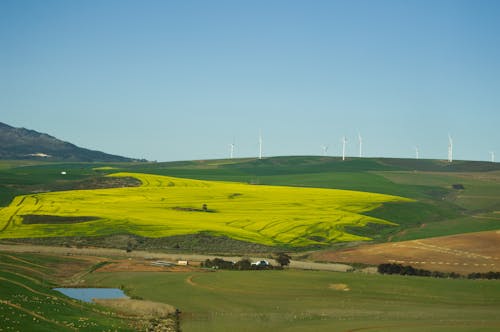 Free stock photo of canola field, canola flowers, country