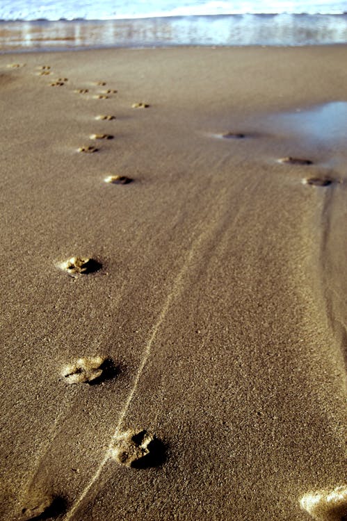Free stock photo of paw prints, paw prints on beach, pawprints
