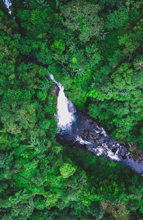 Foto profissional grátis de árvores, cachoeira, flora