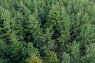 一幅夏日里茂密宁静的常绿森林鸟瞰图