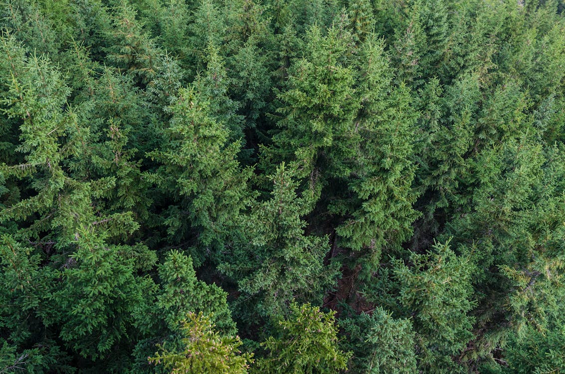Forest Aerial Photography