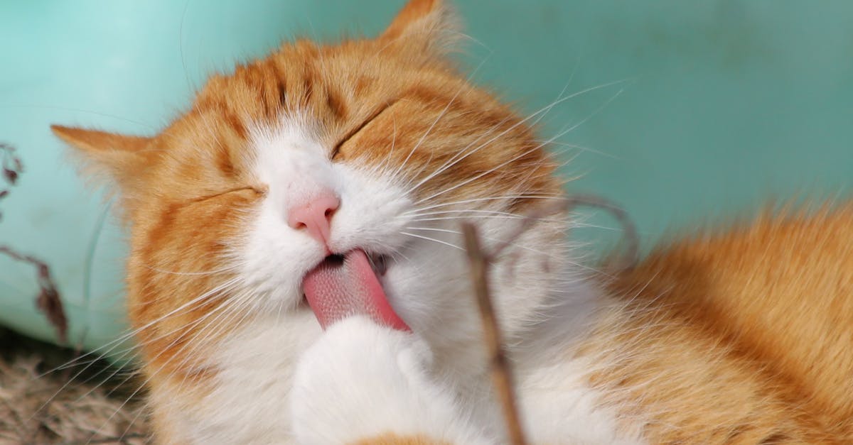 What does it mean when a cat touches his nose to yours?