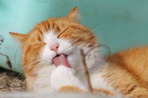 Chat endormi