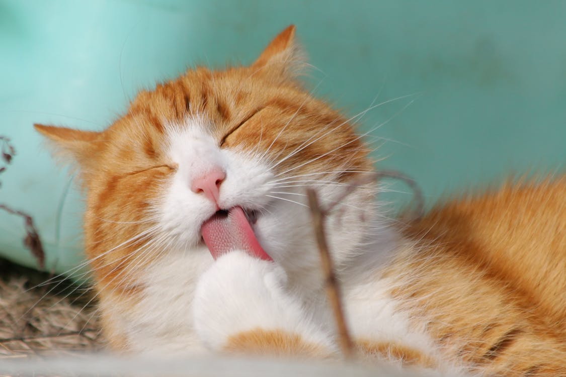 Ginger cat grooming itself