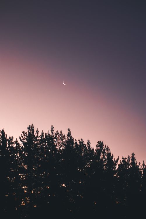 Free A serene crescent moon hangs over a silhouette of pine trees against a twilight sky in Chile. Stock Photo