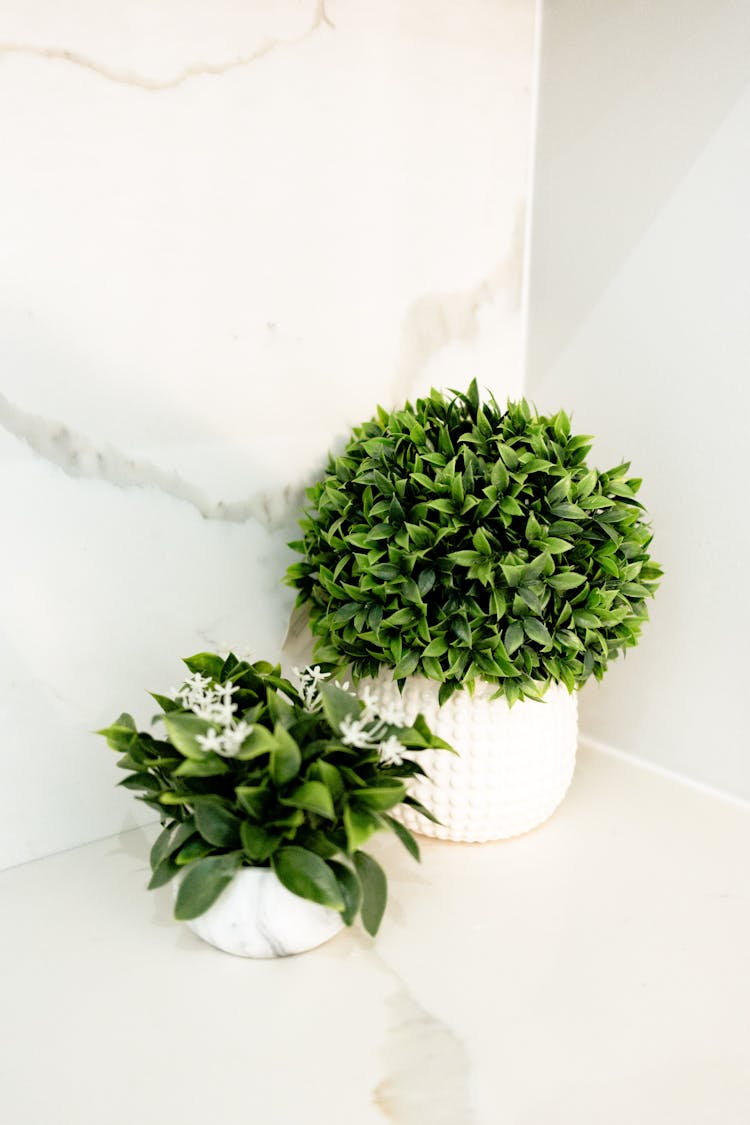 Green Potted Jasminum Sambac And Buxus Sempervirens Plants On Marble Surface