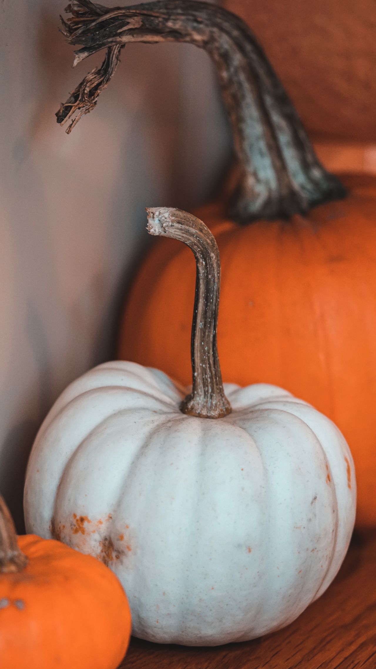 Close-up of a white pumpkin beside classic orange pumpkins