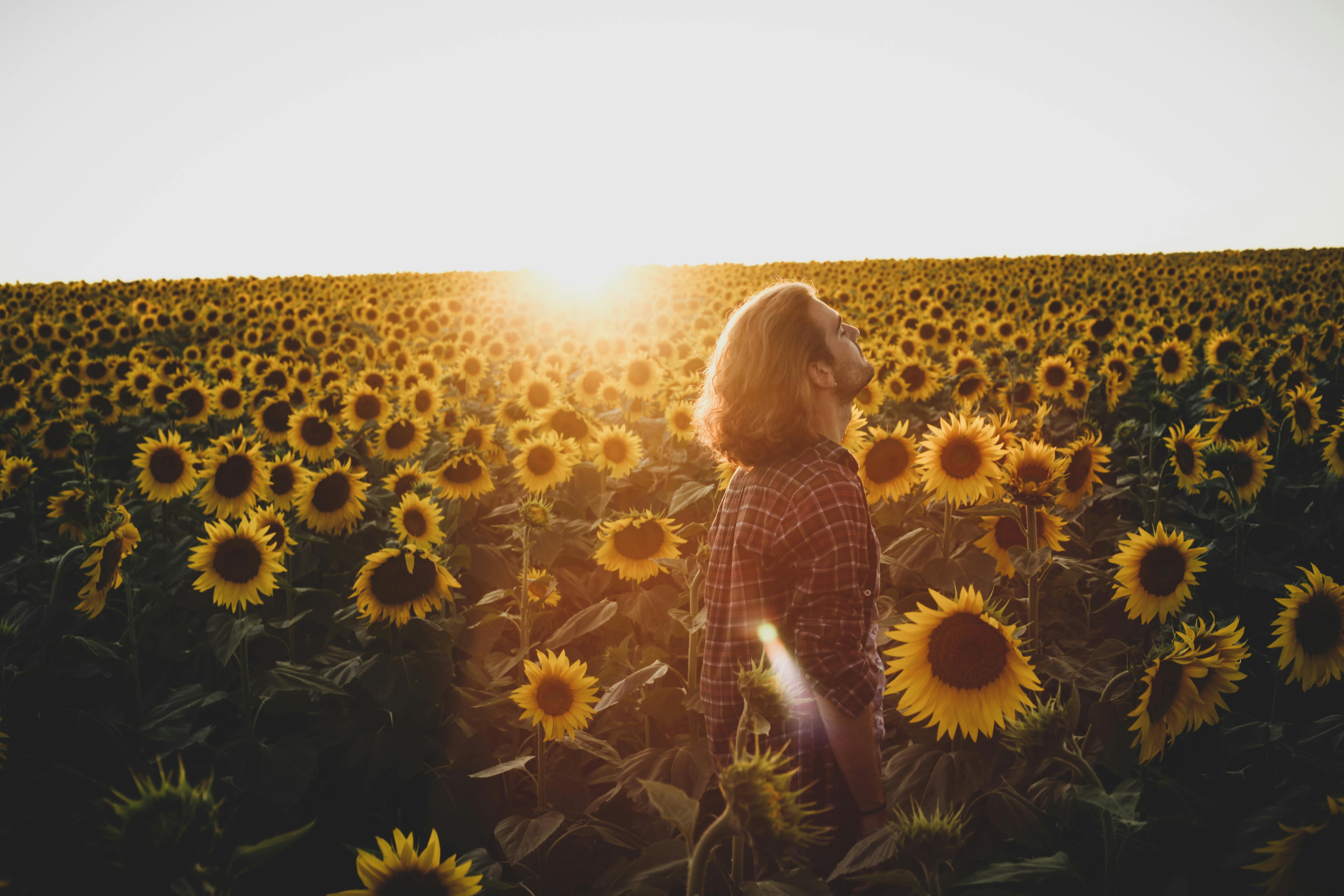 A man stands in a vast sunflower field, basking in the warm sunlight.