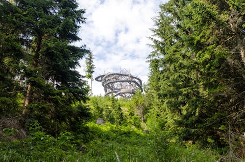 Forest Beside Amusement Park