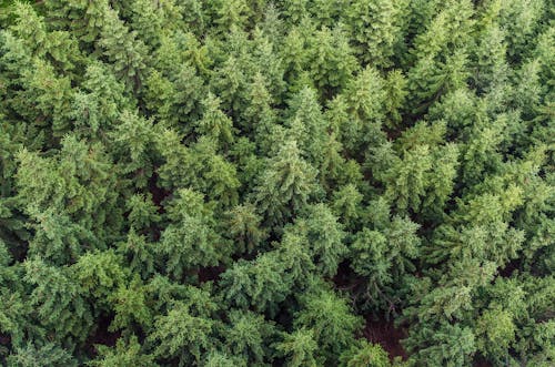 Foto d'estoc gratuïta de arbres, avets, bosc