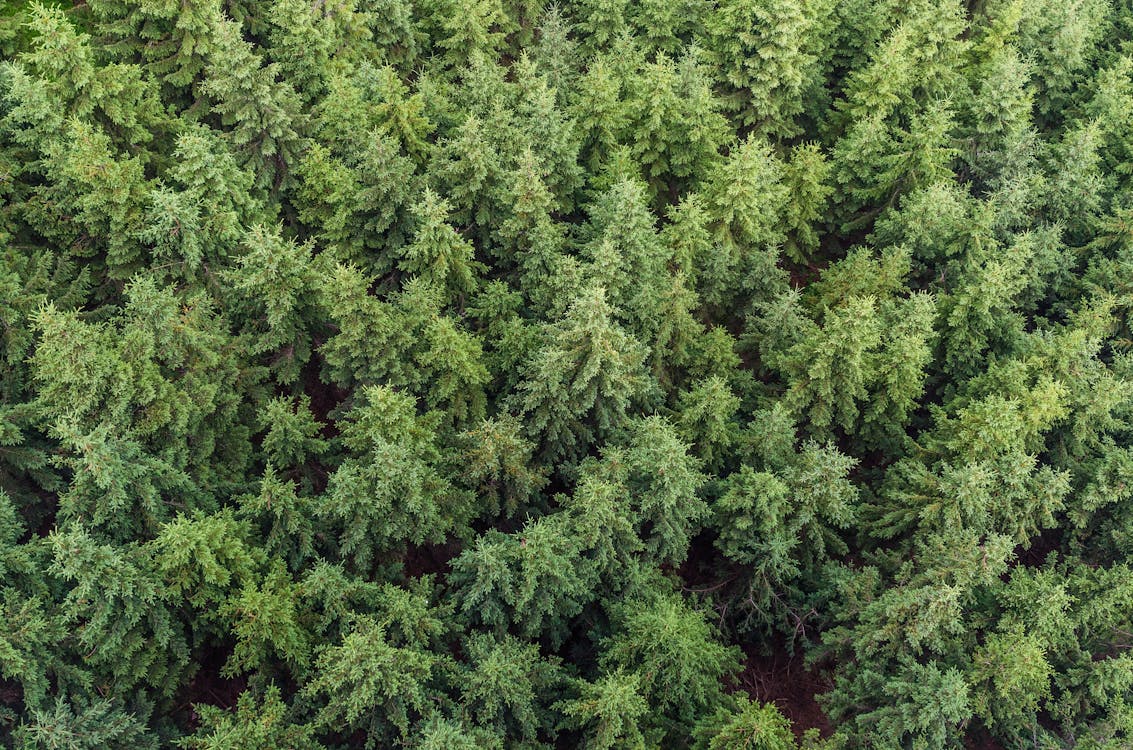 Free Aerial Photography of Green Pines Stock Photo