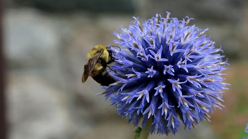 Gratis arkivbilde med bie, blomst, blomsterblad