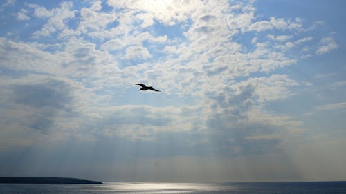 Gratis arkivbilde med fly, himmel, måke