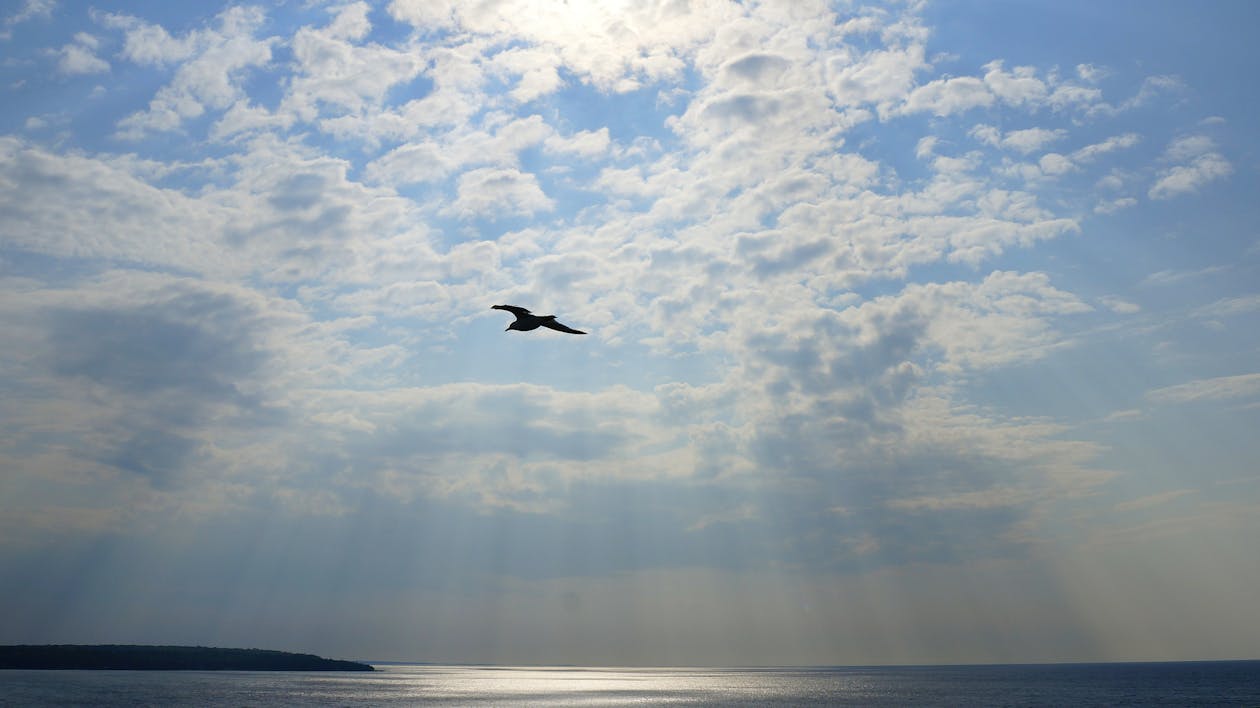 Free stock photo of flying, seagull, sky Stock Photo