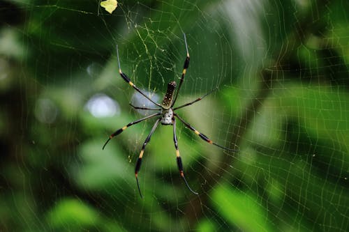 Gratis stockfoto met beest, detailopname, dierenfotografie