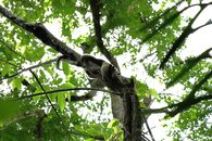 Gray and White Squirrel on Tree Branch