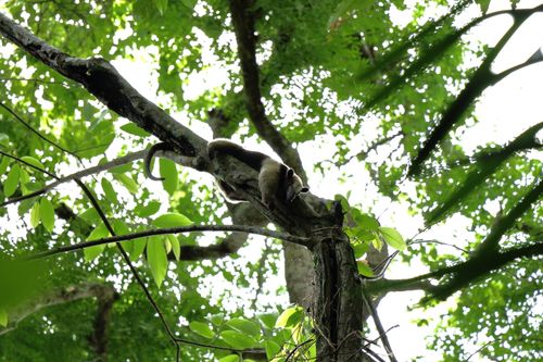 Free An antelope is seen climbing a tree branch amidst a bright, sunlit jungle, showcasing the beauty of wildlife. Stock Photo