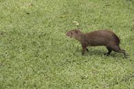 Brown Rodent on Green Grass Field