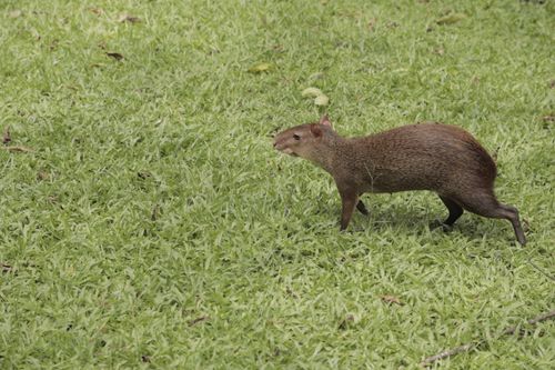 Free A wild agouti walking on fresh green grass, showcasing its natural habitat. Stock Photo