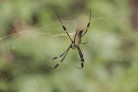 Brown and Black Spider on Web in Close Up Photography