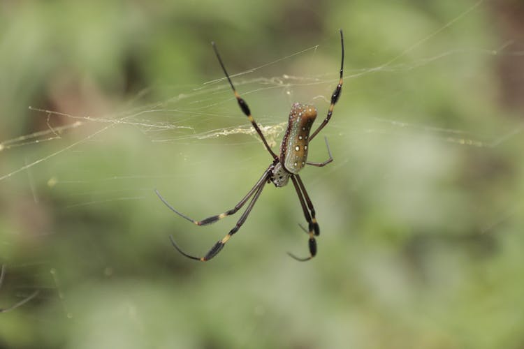 Close-up Shot Of A Spider On Its Web