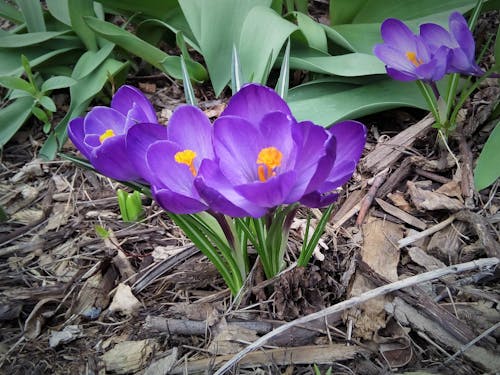 Foto d'estoc gratuïta de flors, flors morades, safrà