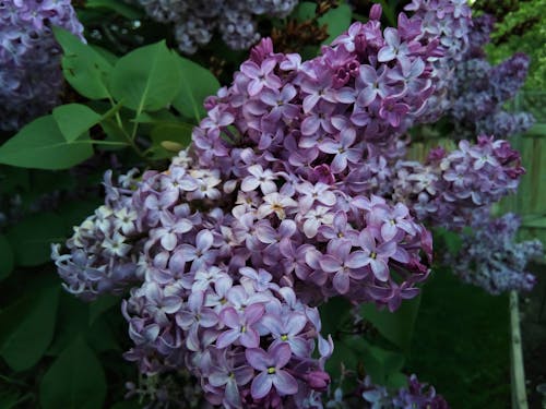 白色和紫色的花瓣花