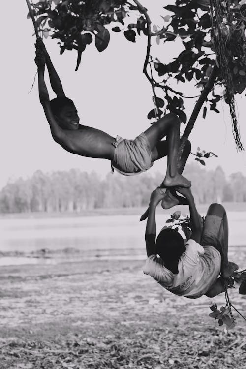 Free Boys Hanging on the Tree  Stock Photo
