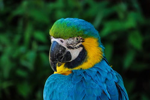 Pájaro Azul Y Amarillo