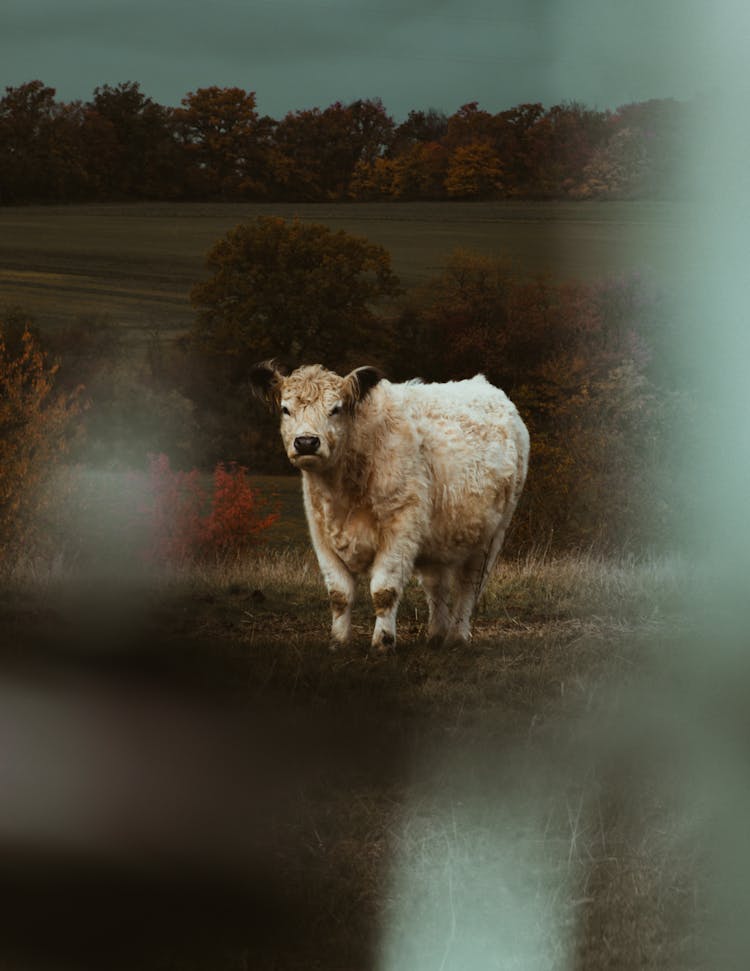 Calf Walking On Grass Field