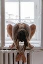 Woman in White Tank Top and White Panty Sitting on White Wooden Window