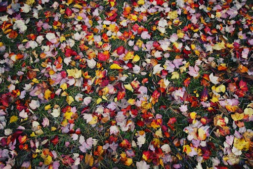 Free stock photo of autumn, background, colors Stock Photo