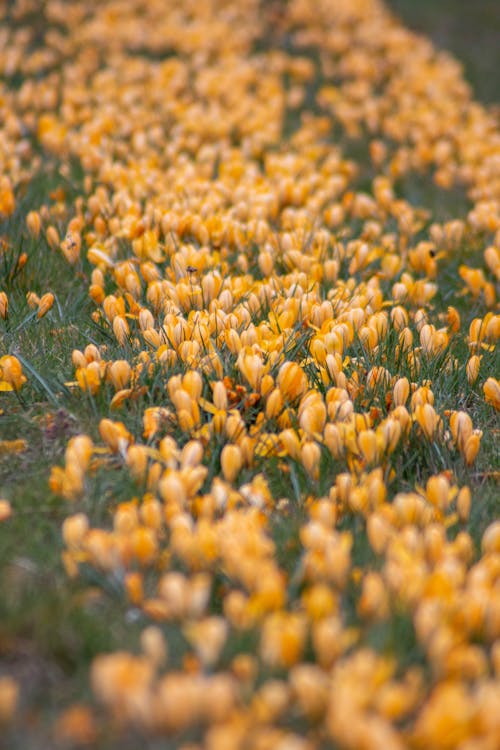 Kostnadsfri bild av blommor, blomning, fält