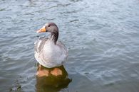 Grey Duck on Water
