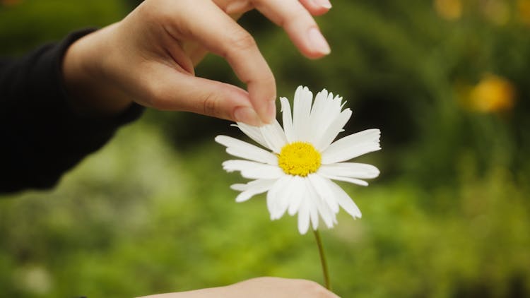 Hand Picking The Petals Of White Daisy Flower