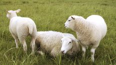 White Sheep on Green Grass Field